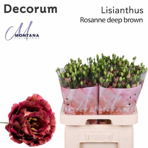 Eustoma russellianum gevuldbloemig 'Rosanne Deep Brown'
