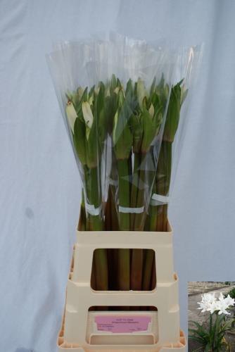 Amarcrinum