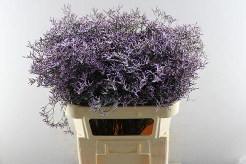 Limonium Safora Lilac