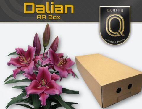 Lilium Oriental x Trumpet Grp 'Dalian'