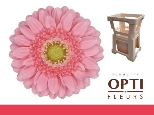 Gerbera mini Juna