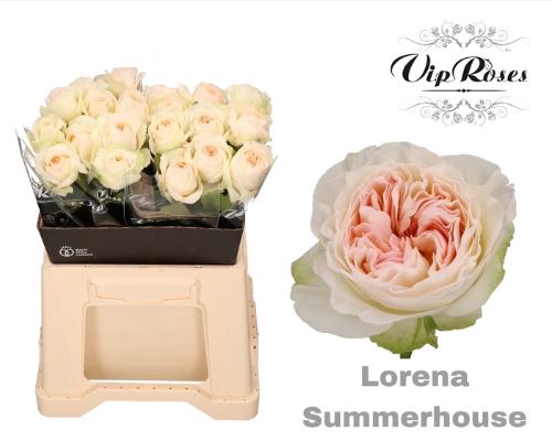 Rosa grootbloemig Lorena Summerhouse