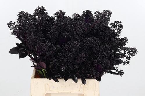 Skimmia per bos overig kleurbehandeld H%