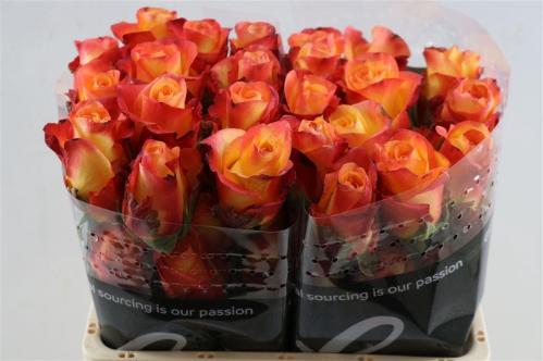 Rosa grootbloemig Encanto