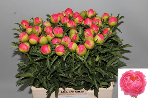 Paeonia Lactiflora Grp 'Coral Sunset'