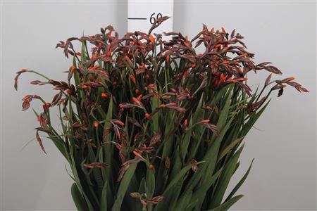 Crocosmia 'Emily Mckenzie'