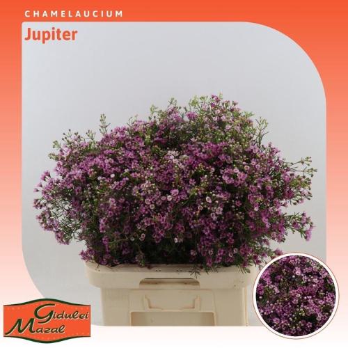 Chamelaucium uncinatum 'Jupiter'