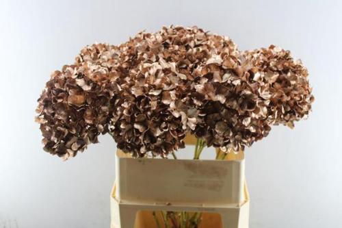 Hydrangea overig kleurbehandeld H%