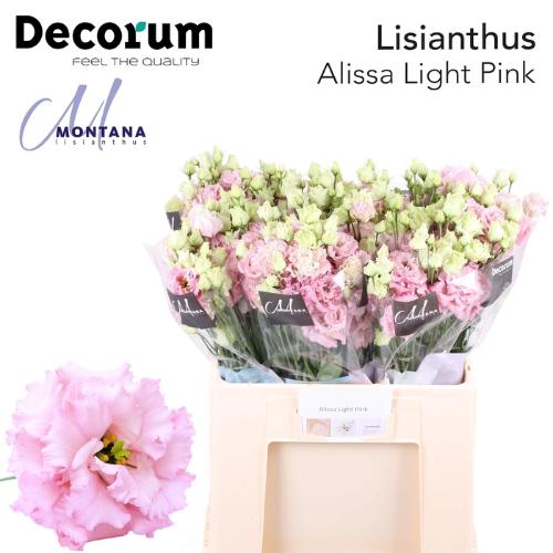 Eustoma russellianum gevuldbloemig 'Alissa Light Pink'
