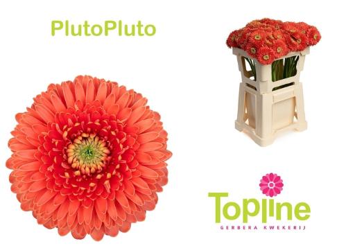 Gerbera mini bolvormig Bolero PlutoPluto