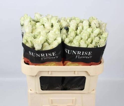 Rosa tros Polar Sensation+