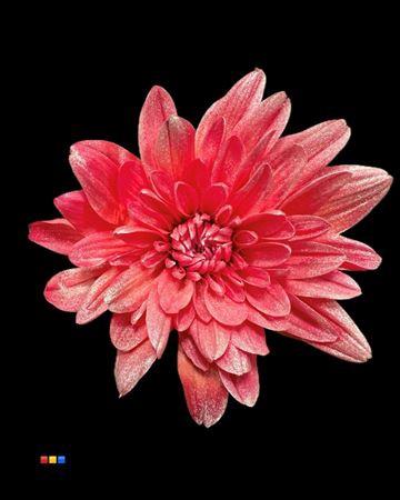 Chrysanthemum Indicum Grp tros kas kleurbehandeld H%