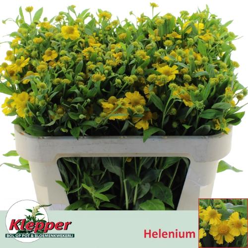 Helenium 'Kanaria'