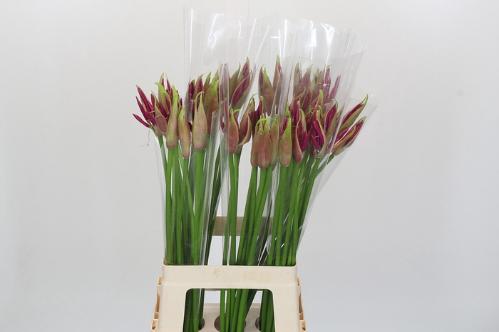 Nerine Bowdenii Grp 'Mister Nick'