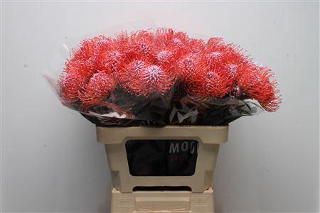 Leucospermum 'Naomi' kleurbehandeld H%