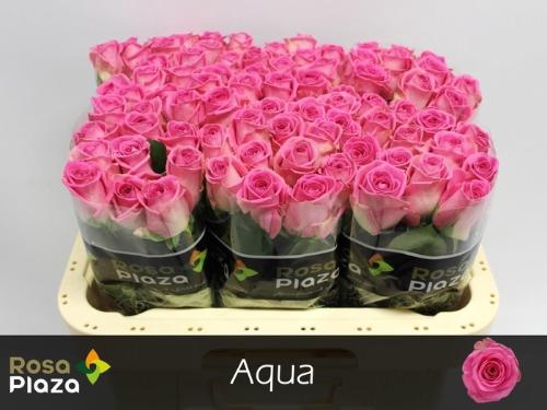 Rosa grootbloemig Aqua!