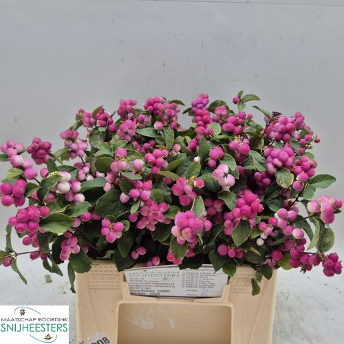 Symphoricarpos Magical Temptation