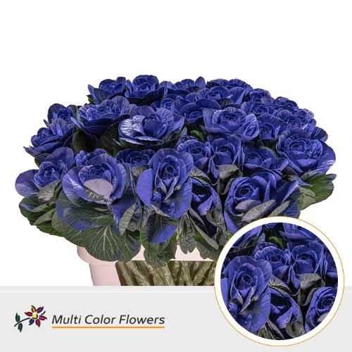 Brassica oleracea kleurbehandeld H%