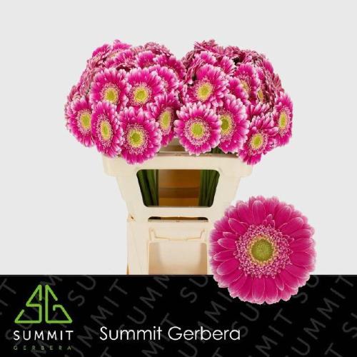 Gerbera mini Wonderwall