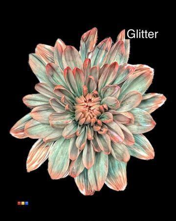 Chrysanthemum Indicum Grp tros kas kleurbehandeld H%