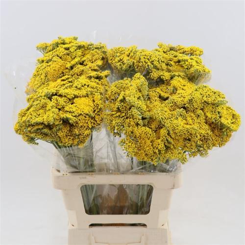 Achillea filipendulina 'Parkers Variety'