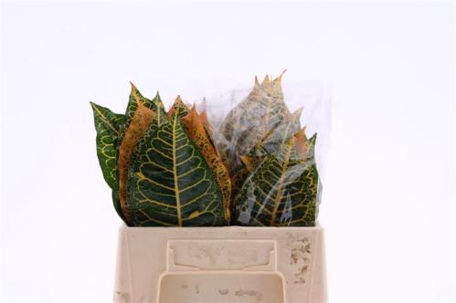 Decoratiegroen groot blad