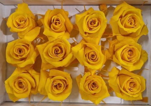 Rosa grootbloemig kleurbehandeld H%