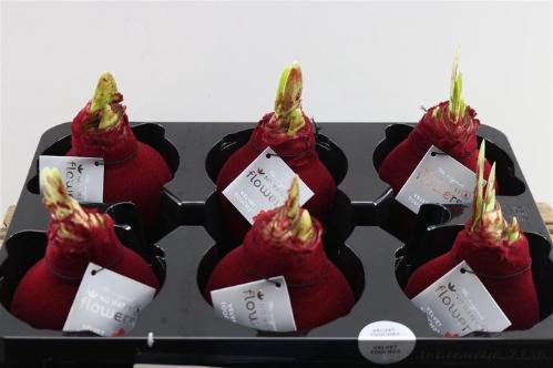 Hippeastrum bol gewaxt H%