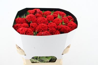 Celosia argentea (Cristata Grp) Smashing