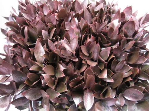 Ruscus kleurbehandeld H%