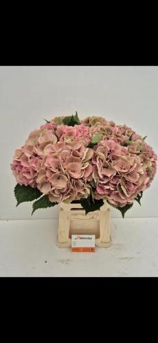 Hydrangea macrophylla Royal Palace (classic)