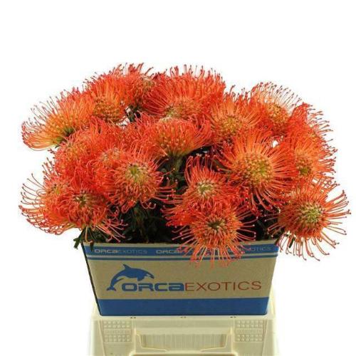 Leucospermum cordifolium 'Succession'