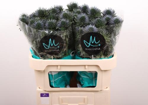 Eryngium alpinum 'Scorpius Questar'