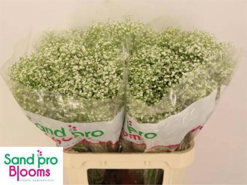 Gypsophila paniculata Zinzi Discovery