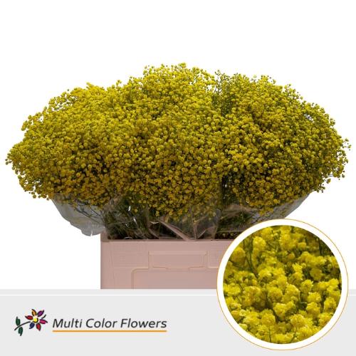 Gypsophila overig kleurbehandeld H%