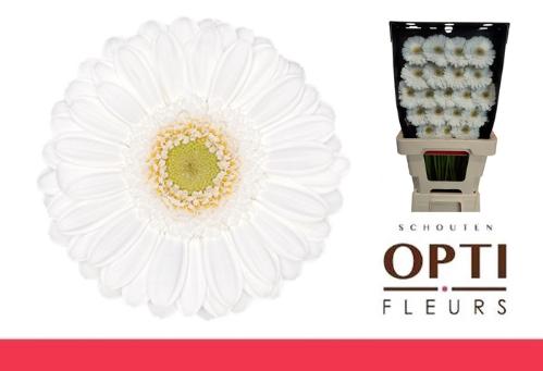 Gerbera mini 'Lobby'