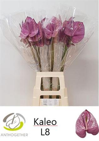 Anthurium Andreanum Grp Kaleo