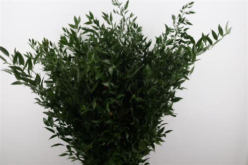Ruscus aculeatus per bos