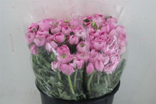 Ranunculus asiaticus 'Elegance Pink'