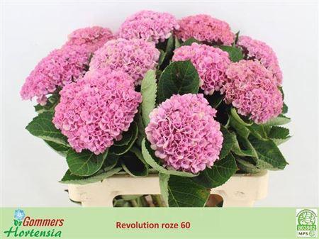 Hydrangea macrophylla Magical Revolution (roze)