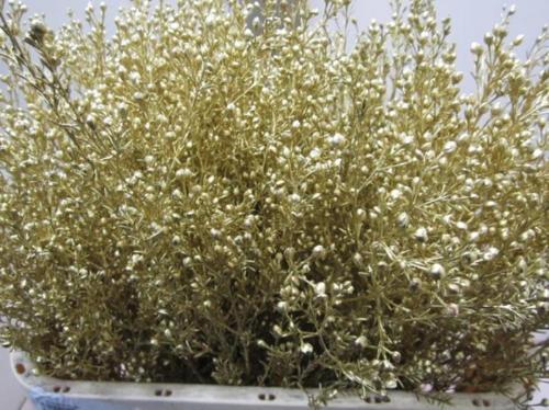 Chamelaucium kleurbehandeld H%