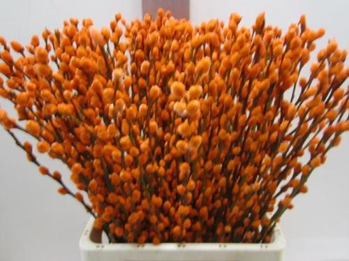 Salix kleurbehandeld H%