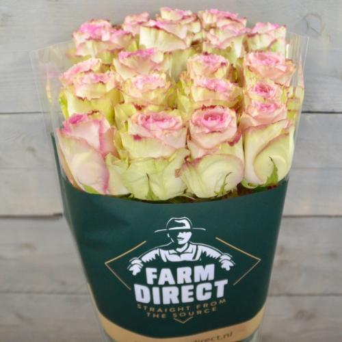 Rosa grootbloemig Esperance