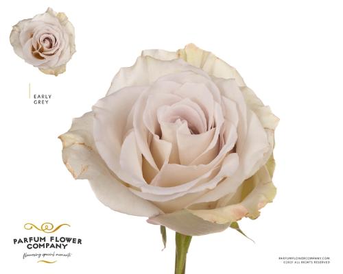 Rosa grootbloemig Early Grey
