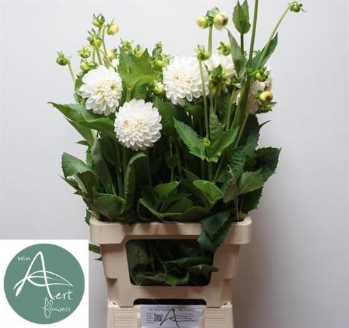 Dahlia Ball Grp 'Boom Boom White'