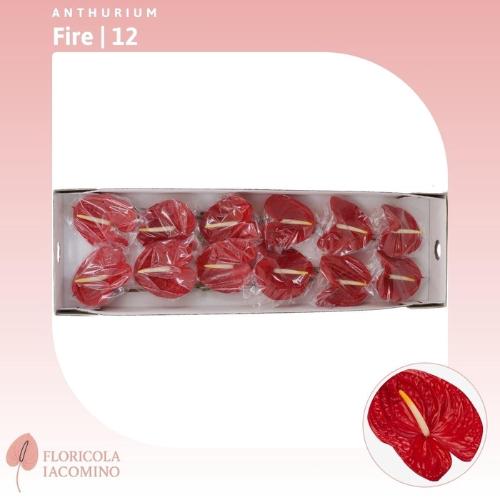 Anthurium Andreanum Grp Fire