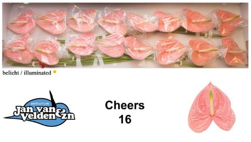 Anthurium Andreanum Grp Cheers