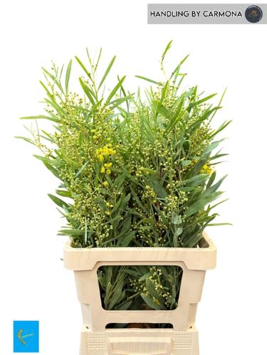 Acacia retinodes bloeiend per bos