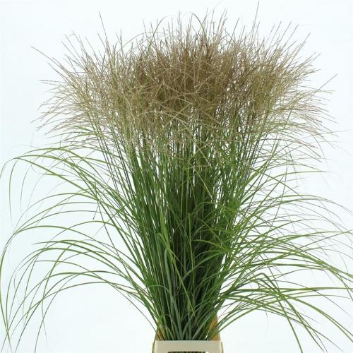 Miscanthus sinensis overig