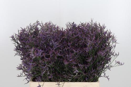 Limonium Safora Dark Blue